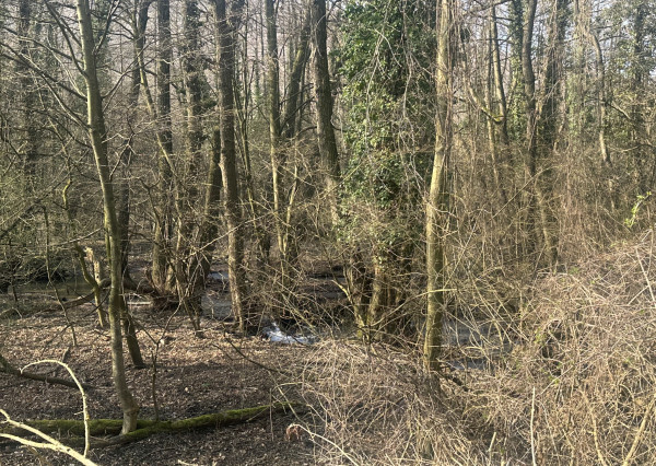 BORINKA| pozemok extravilán 4600m2